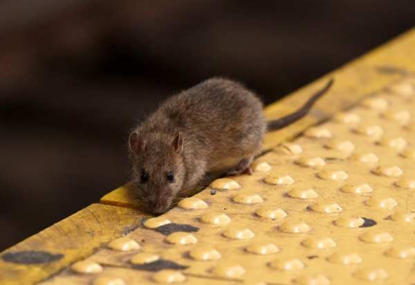 Unveiling the Underground: NYC&#039;s Rattiest Rides Exposed by Innovative App